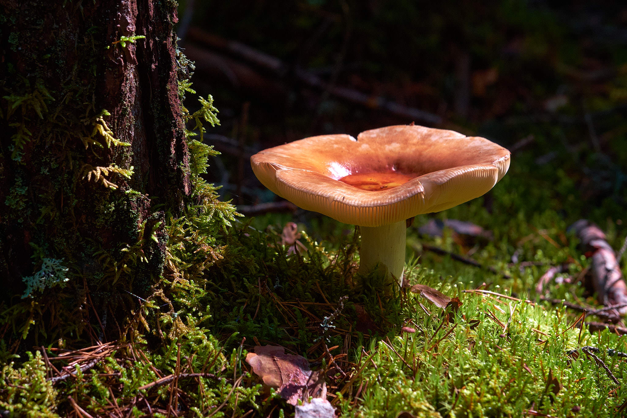 Schweden / Sweden